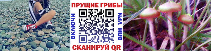 Псилоцибиновые грибы Magic Shrooms  купить закладку  Гагарин 